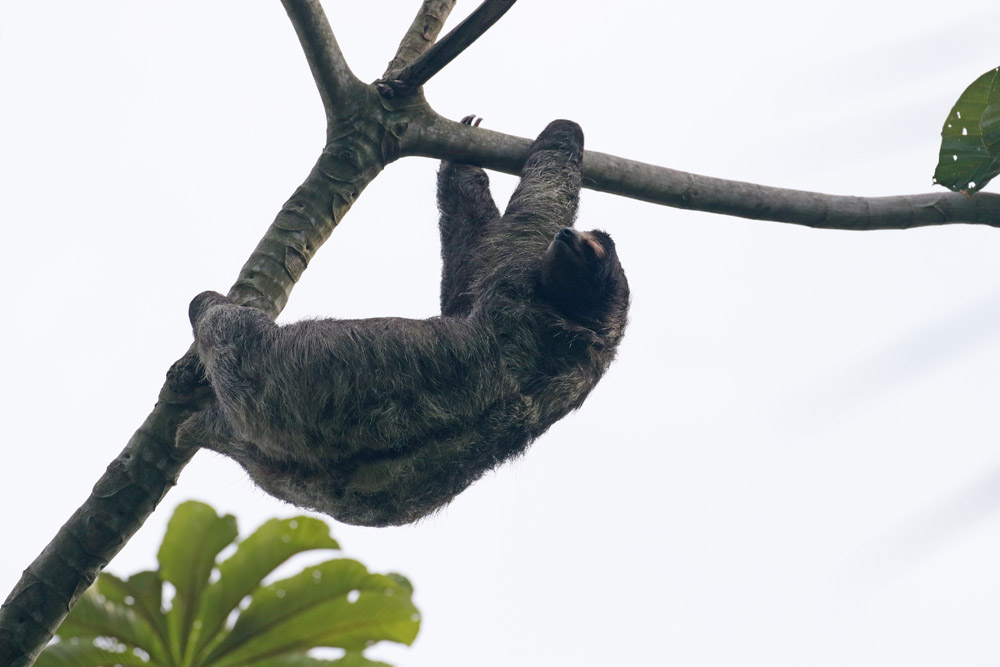 Three-toed Sloth